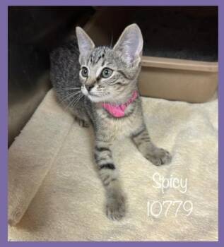 Rescue Domestic Short Hair Cats for Adoption in Marietta, Georgia - SPICY | PetCurious