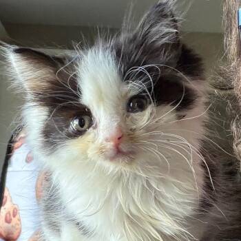 Agnes Mathilde -  Domestic Medium Hair Cat for Adoption in Bristol, Indiana - Agnes Mathilde | PetCurious