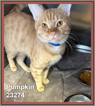 PUMPKIN -  Domestic Short Hair and Tabby Cat for Adoption in Marietta, Georgia - PUMPKIN | PetCurious