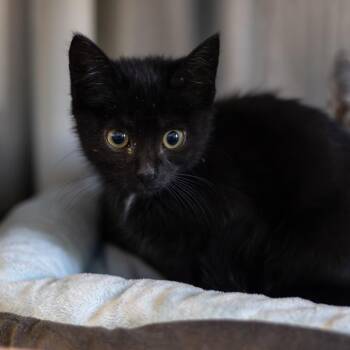 Lily -  Domestic Short Hair Cat for Adoption in Wilmington, Delaware - Lily | PetCurious