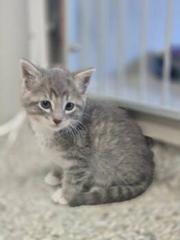 Domestic Short Hair Cats Available for Adoption in Viroqua, Wisconsin - Waffle | PetCurious