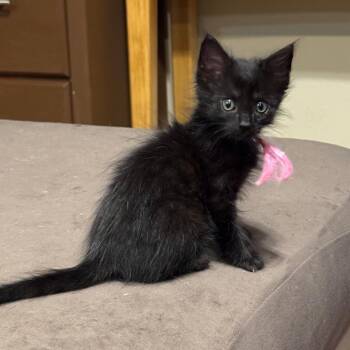 Glorious 22 -  Domestic Medium Hair Cat for Adoption in Austin, Texas - Glorious 22 | PetCurious