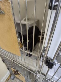 SALEM -  Domestic Short Hair Cat Available for Adoption in Texas City, Texas - SALEM | PetCurious