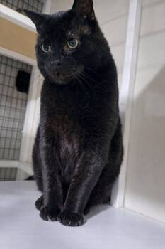 Domestic Short Hair Cats Available for Adoption in Cleveland, Ohio - Big Mac | PetCurious