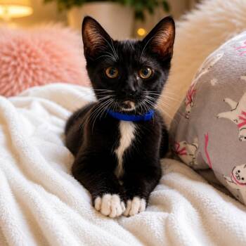 Michael -  Domestic Short Hair Cat for Adoption in Tustin, California - Michael | PetCurious