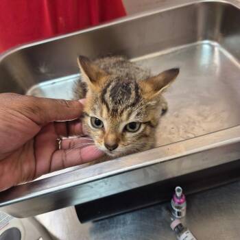 Sinclair -  Domestic Short Hair Cat for Adoption in Birmingham, Alabama - Sinclair | PetCurious