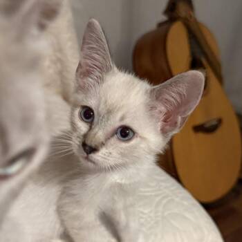 Fairlight -  Domestic Short Hair Cat for Adoption in Lakewood, California - Fairlight | PetCurious