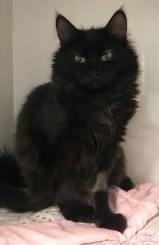 Domestic Long Hair Cats Available for Adoption - Trae | PetCurious