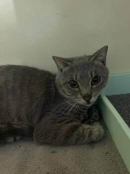 Reed -  Domestic Short Hair Cat for Adoption in Charleston, South Carolina - Reed | PetCurious
