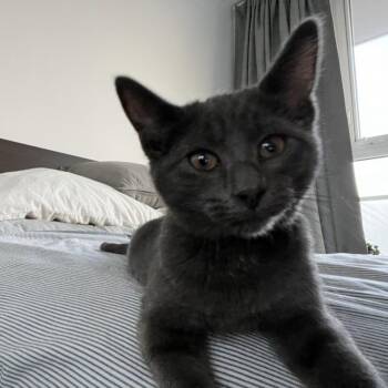 Lucy -  Domestic Short Hair Cat for Adoption in Lions Bay, British Columbia - Lucy | PetCurious