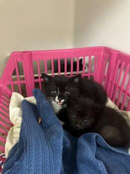 CALLUM -  Domestic Short Hair Cat for Adoption in Boston, Massachusetts - CALLUM | PetCurious