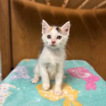 Rescue Domestic Short Hair Cats for Adoption in Fargo, North Dakota - Rao--In Foster | PetCurious