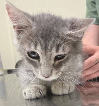 Sculpin -  Domestic Short Hair Cat for Adoption in Christiansburg, Virginia - Sculpin | PetCurious