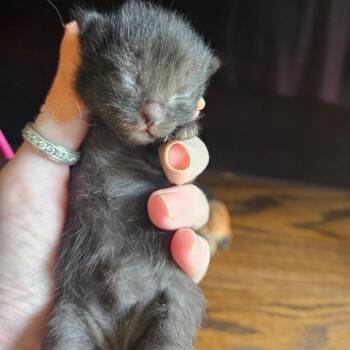 Justice -  Domestic Short Hair Cat for Adoption in Waldorf, Maryland - Justice | PetCurious