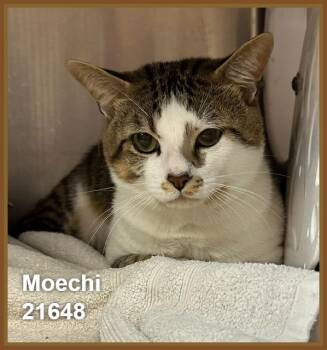 MOECHI -  Domestic Short Hair Cat for Adoption in Marietta, Georgia - MOECHI | PetCurious