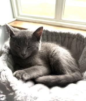 Cilantro -  Domestic Short Hair Cat for Adoption in Troy, Michigan - Cilantro | PetCurious