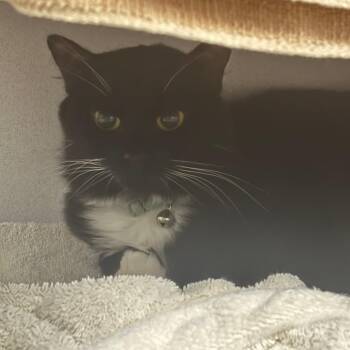 Gravy -  Domestic Short Hair Cat for Adoption in Dover, New Hampshire - Gravy | PetCurious