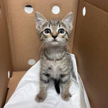 kitty -  Domestic Short Hair Cat for Adoption in Edinburg, Texas - Kitty | PetCurious