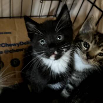 Domestic Medium Hair Cats Available for Adoption in Long Beach, California - Wyatt | PetCurious