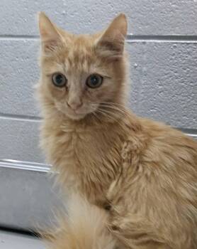 Tigger - At shelter -  Domestic Medium Hair Cat for Adoption in Rustburg, Virginia - Tigger - At Shelter | PetCurious