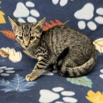 Jonesy -  Domestic Short Hair Cat for Adoption in Valdosta, Georgia - Jonesy | PetCurious