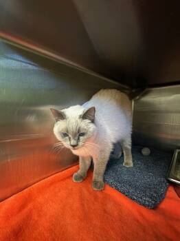 Rescue Siamese Cats for Adoption in Rancho Cucamonga, California - BELL1 | PetCurious