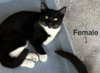 Ginger -  Domestic Short Hair Cat for Adoption in Connelly Springs, North Carolina - Ginger | PetCurious
