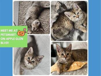 CINNAMON -  Domestic Short Hair Cat for Adoption in Fort Wayne, Indiana - CINNAMON | PetCurious