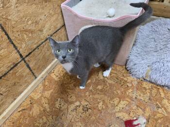 Tuxedo Cats Available for Adoption in Richmond, Virginia - Wisteria  | PetCurious