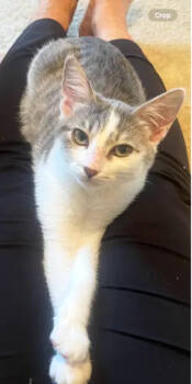 Rescue Domestic Short Hair Cats for Adoption in Encinitas, California - Posh | PetCurious