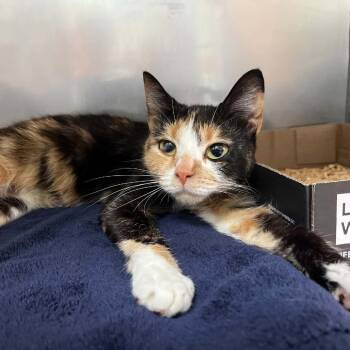 Nanny Plum -  Domestic Short Hair Cat for Adoption in Lyndhurst, Virginia - Nanny Plum | PetCurious