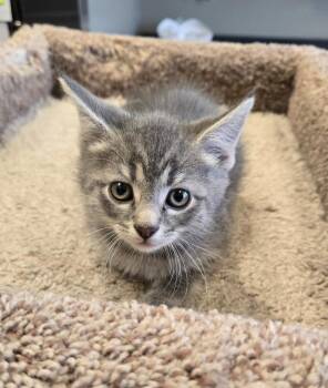 Domestic Short Hair Cats Available for Adoption in Sidney, Ohio - Sterling | PetCurious