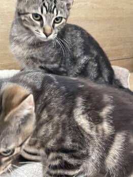 Rescue Domestic Short Hair Cats for Adoption in Chicago, Illinois - Manfredi | PetCurious