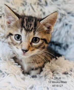 Spur -  Domestic Short Hair Cat for Adoption - Spur | PetCurious