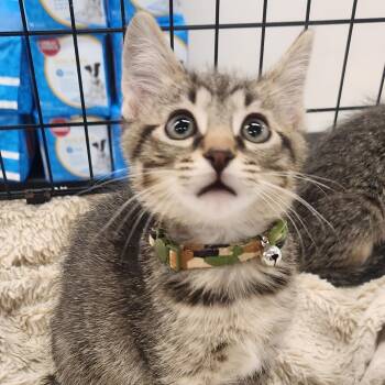 Domestic Short Hair Cats Available for Adoption in Brighton, Missouri - Olaf | PetCurious