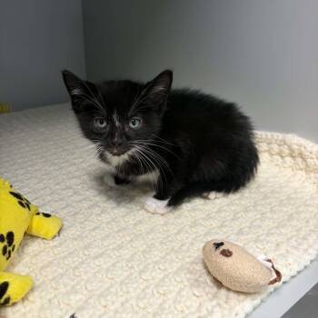 Syrup -  Domestic Short Hair Cat for Adoption in Nevada, Missouri - Syrup | PetCurious
