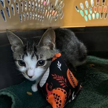 Bridgestone - Chow Hound Northland -  Domestic Short Hair Cat for Adoption in Grand Rapids, Michigan - Bridgestone - Chow Hound Northland | PetCurious
