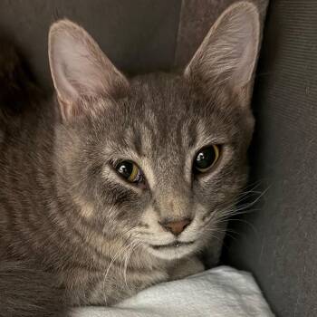 Domestic Long Hair Cats Available for Adoption - Tuva | PetCurious