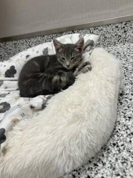 Tow Mater -  Domestic Short Hair Cat for Adoption in Fergus Falls, Minnesota - Tow Mater | PetCurious