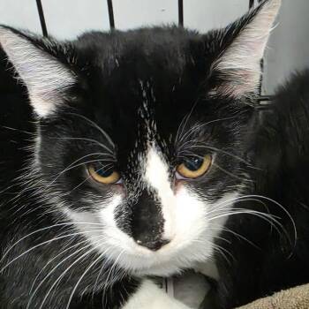 Daria -  Domestic Short Hair Cat for Adoption in Duncan, Oklahoma - Daria | PetCurious