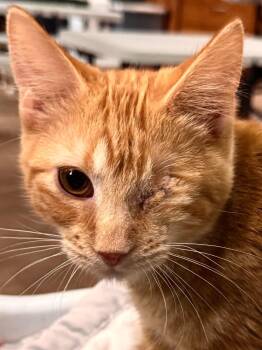 Grub -  Domestic Short Hair Cat for Adoption in Sioux Falls, South Dakota - Grub | PetCurious