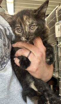 Rescue Domestic Short Hair Cats for Adoption in Hillsdale, Indiana - Trixie | PetCurious