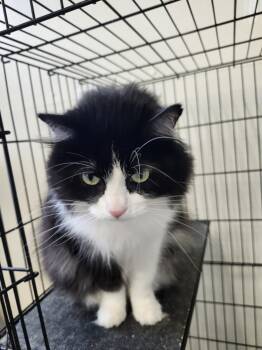 Rescue Domestic Long Hair Cats for Adoption in Hopkinsville, Kentucky - Cookie | PetCurious