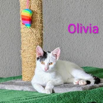 Rescue Domestic Short Hair Cats for Adoption in Chanute, Kansas - Olivia | PetCurious