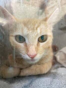 Kettle Corn -  Domestic Short Hair Cat for Adoption in Fairfax, Virginia - Kettle Corn | PetCurious