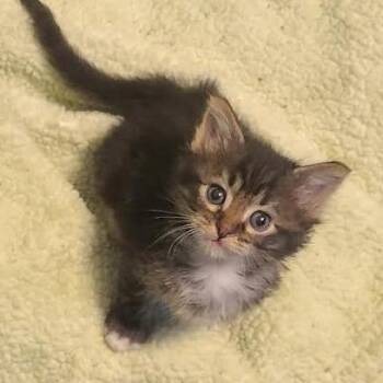 Radio Shack -  Domestic Short Hair Cat for Adoption in Eureka Springs, Arkansas - Radio Shack | PetCurious
