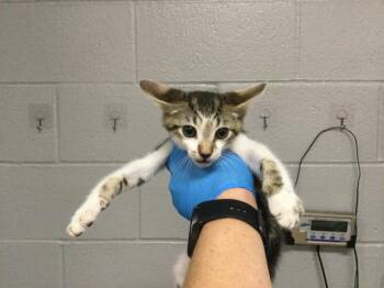 Domestic Short Hair Cats Available for Adoption - PETRIE | PetCurious