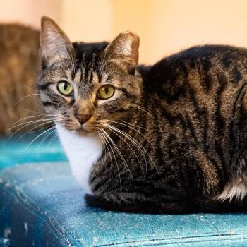 Domestic Short Hair Cats Available for Adoption in Port Richey, Florida - Cornbread Stuffing | PetCurious