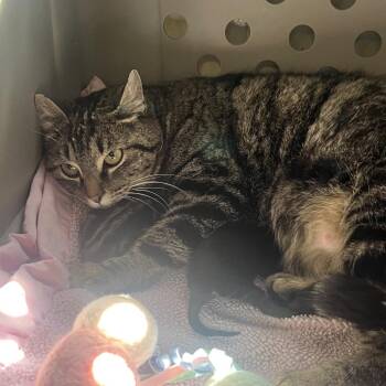 Peppa -  Domestic Short Hair Cat for Adoption in Spokane, Washington - Peppa | PetCurious