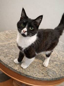 Binky -  Domestic Short Hair Cat Available for Adoption in Scranton, Pennsylvania - Binky | PetCurious